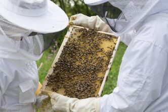 beekeeper
