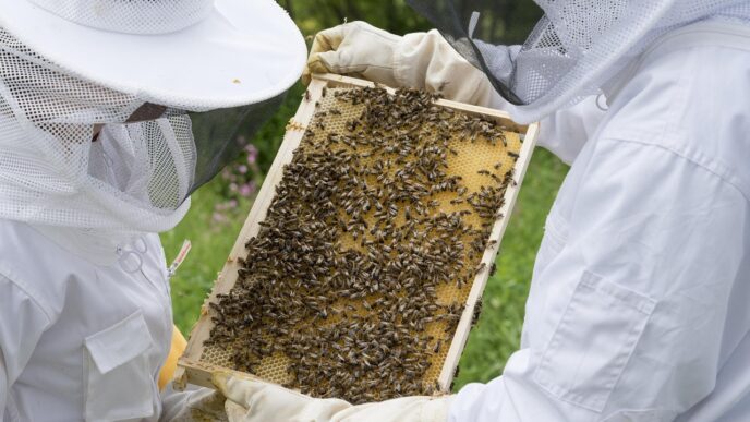 beekeeper