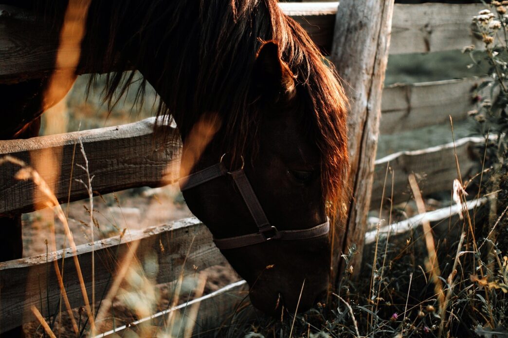 horse