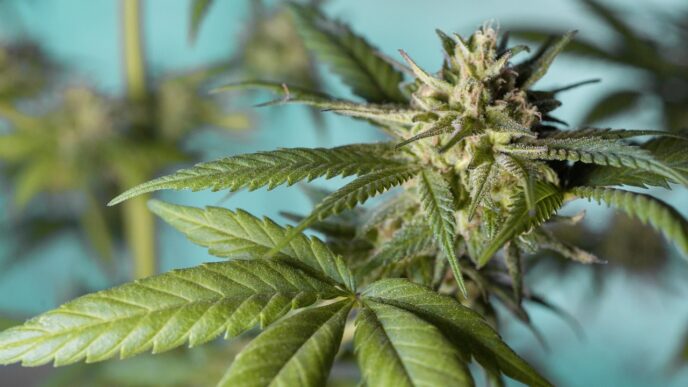 marihuana