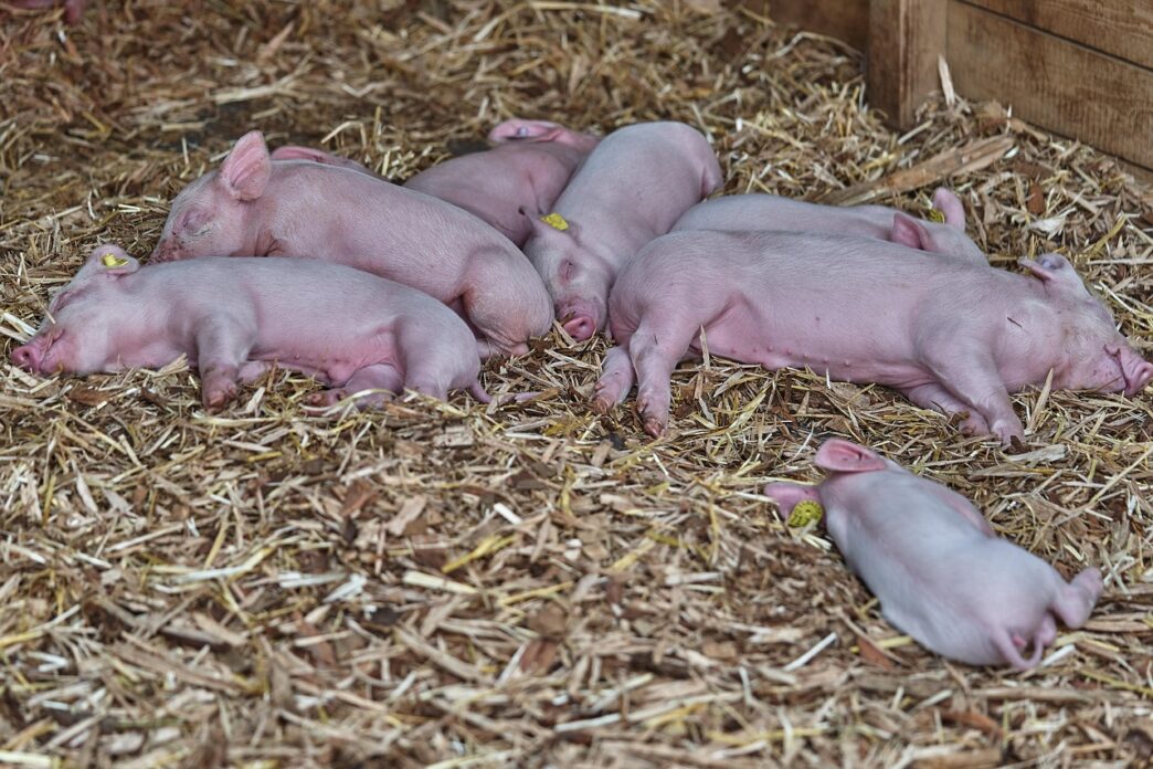 piggy