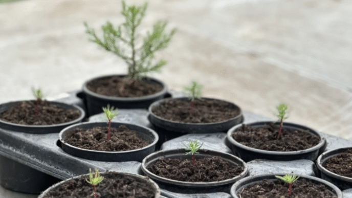 Sejanci orjaskega mamutovca