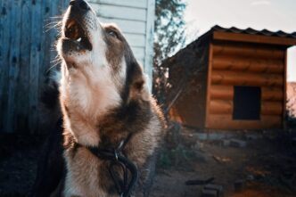 a dog on a chain