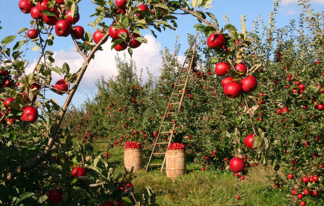 apple tree