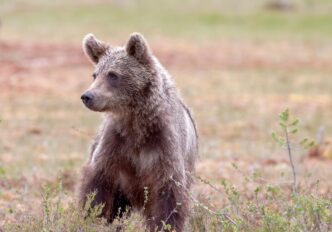 bear