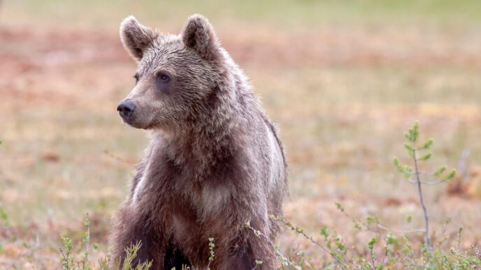 bear