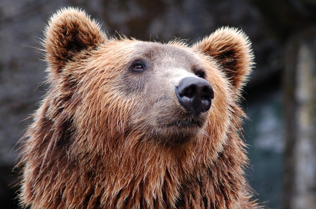 brown bear 1
