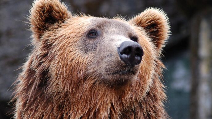 brown bear 1