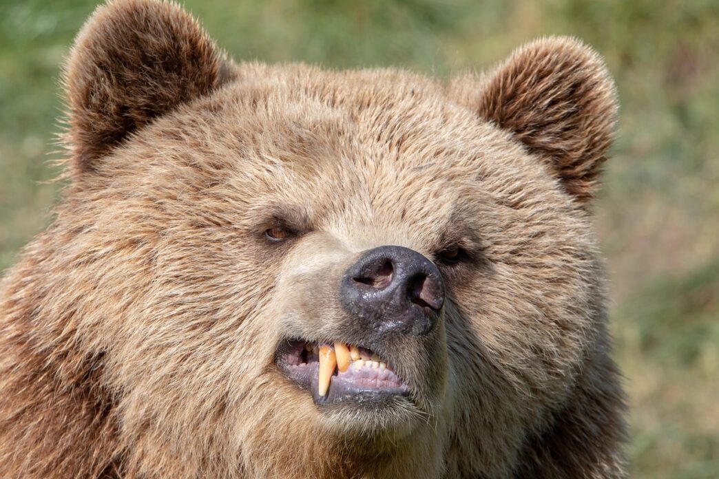brown bear