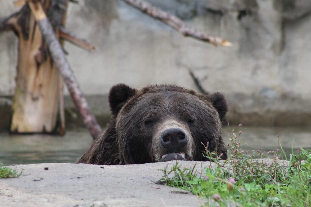 brown bear 2