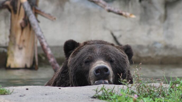 brown bear 2