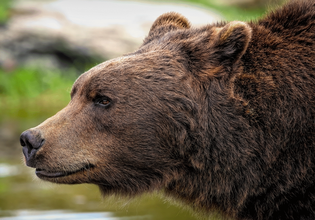 bear