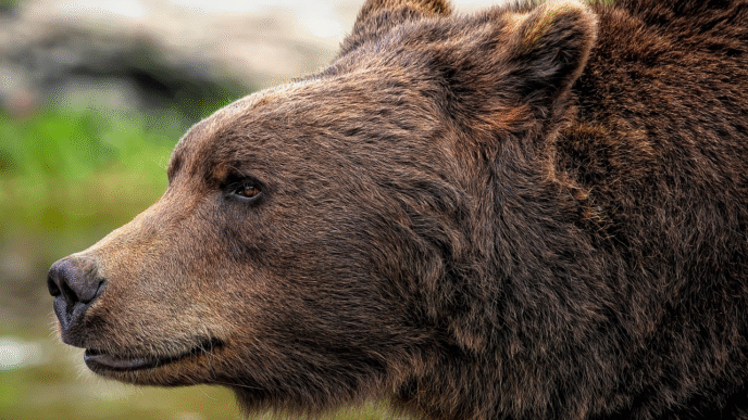 bear