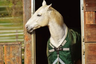 horses