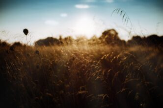 meadows