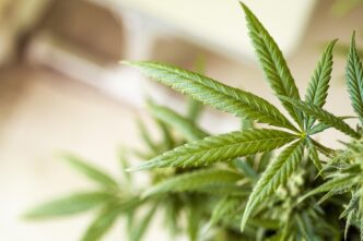 weed