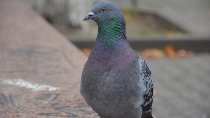 pigeons