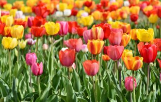 spring