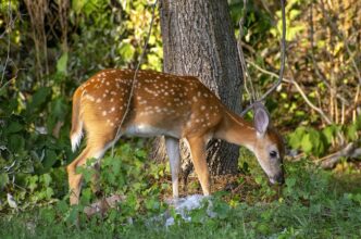 bambi