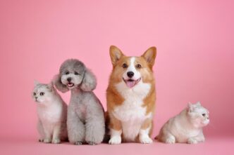 dog cat