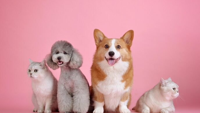 dog cat