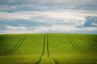fields