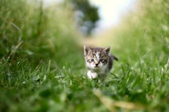 green grass