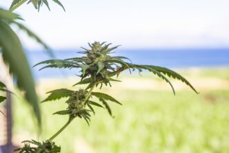 marihuana