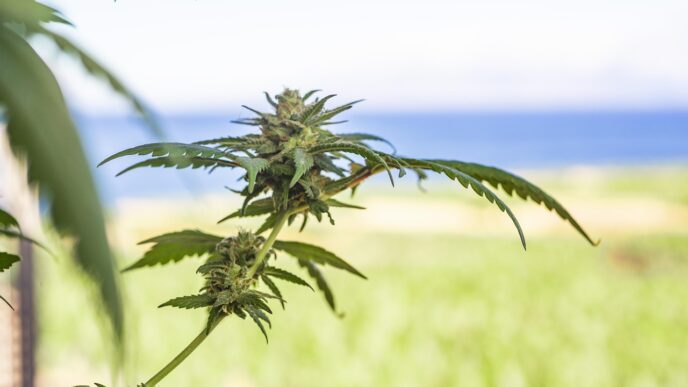 marihuana