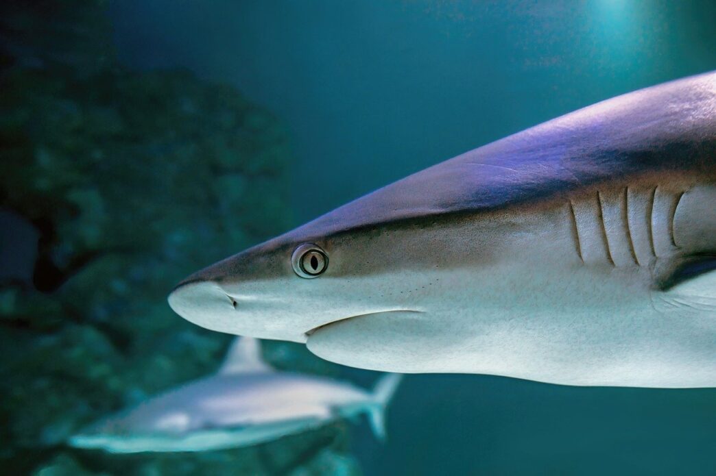 shark