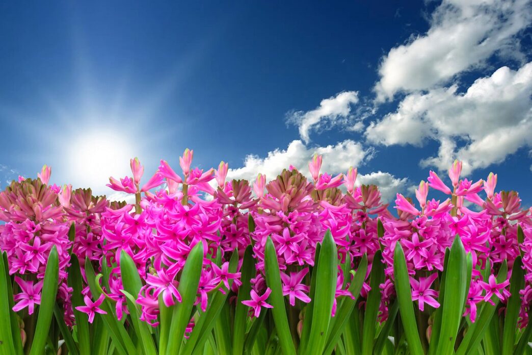 spring
