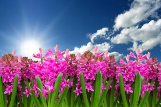 spring