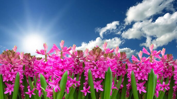 spring