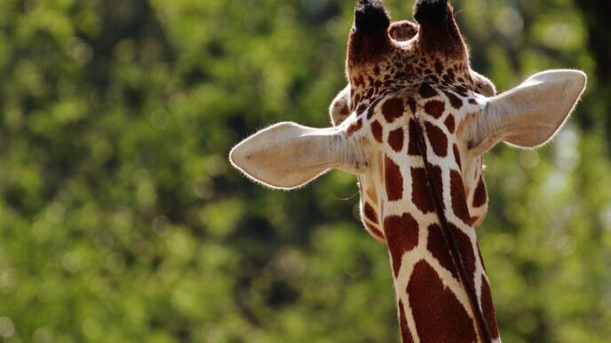 zoo