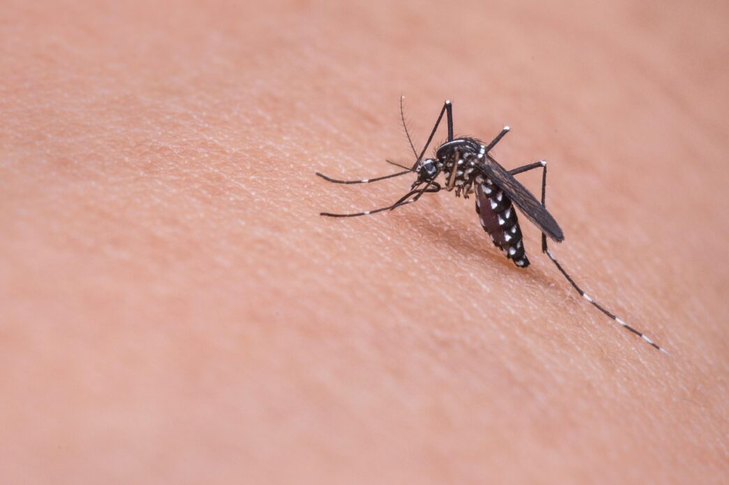 malaria