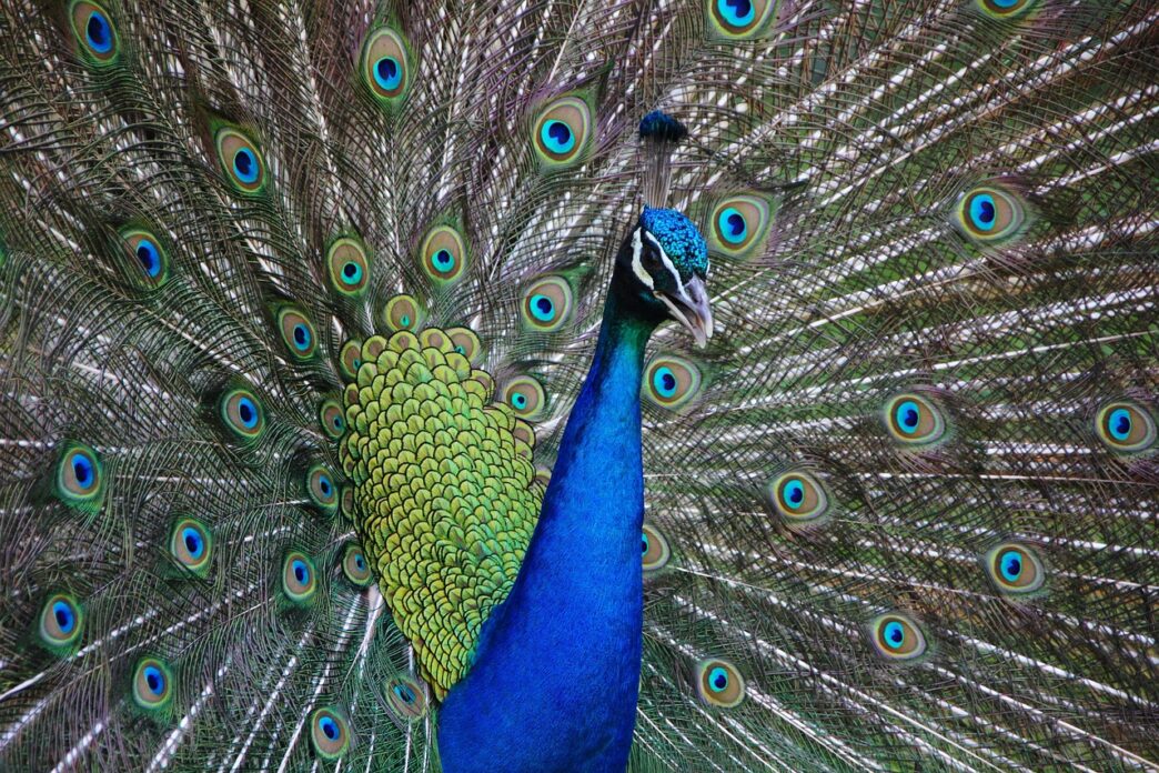 peacock