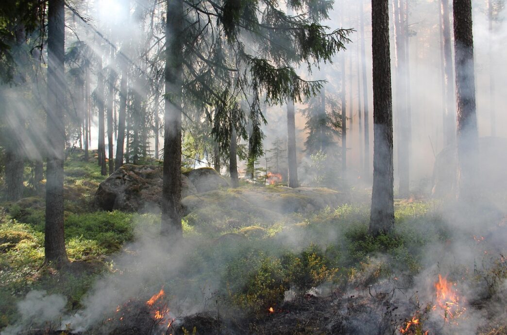 fire in park