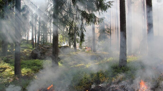 fire in park