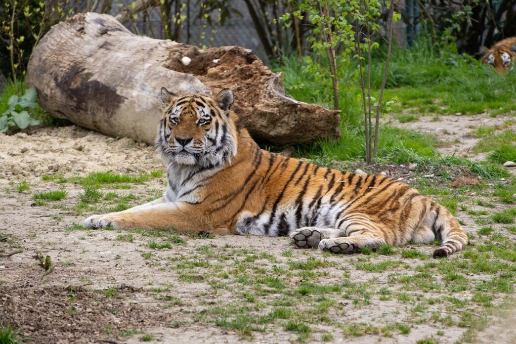 siberian tiger