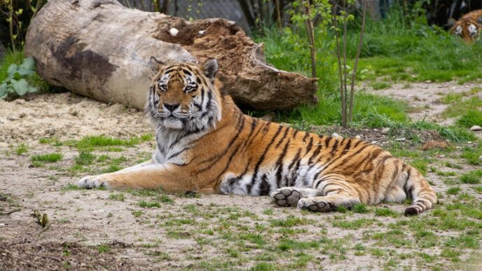 siberian tiger