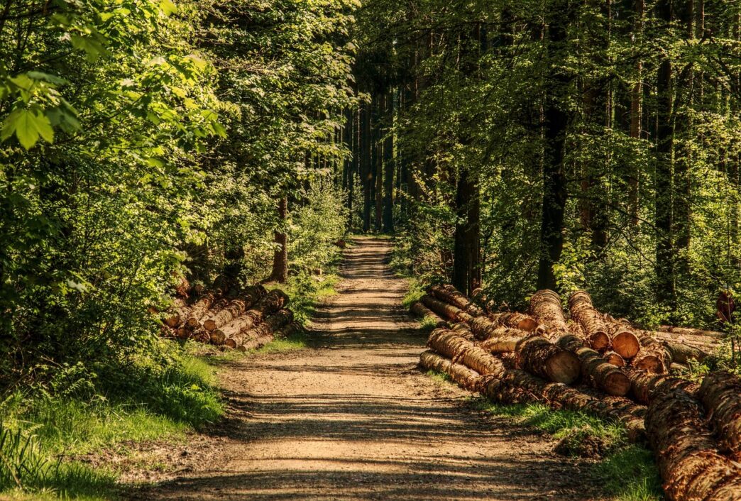 woods