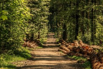 woods