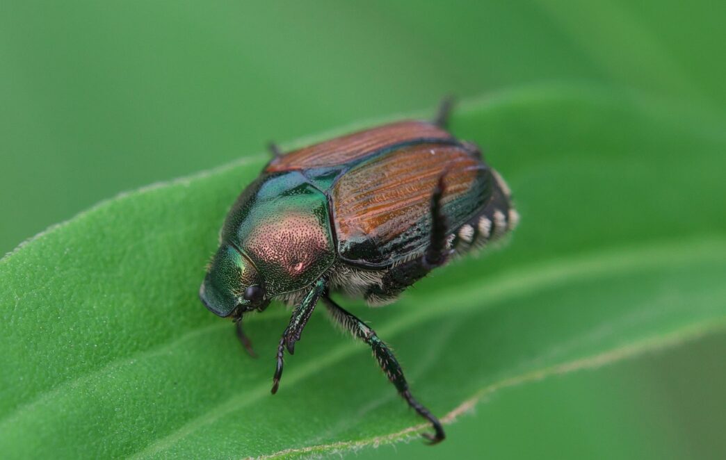 japanese beetle