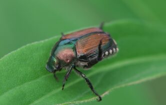 japanese beetle
