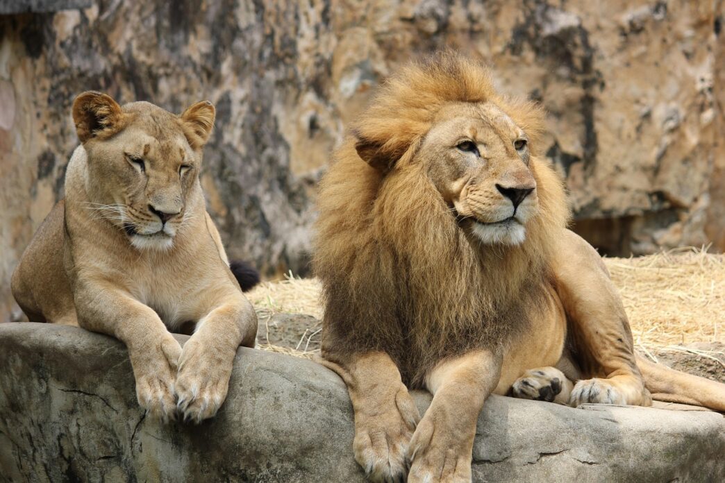 lion