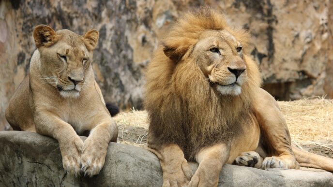 lion