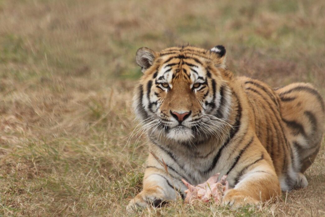 tiger
