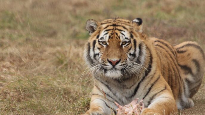 tiger