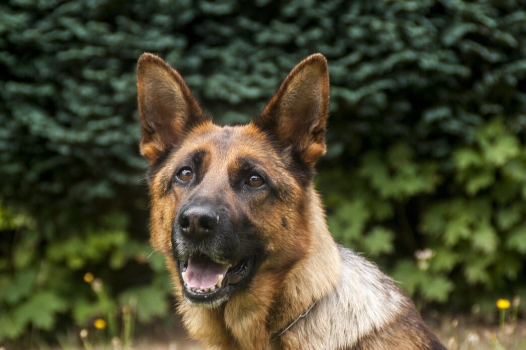 police dog