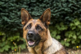 police dog